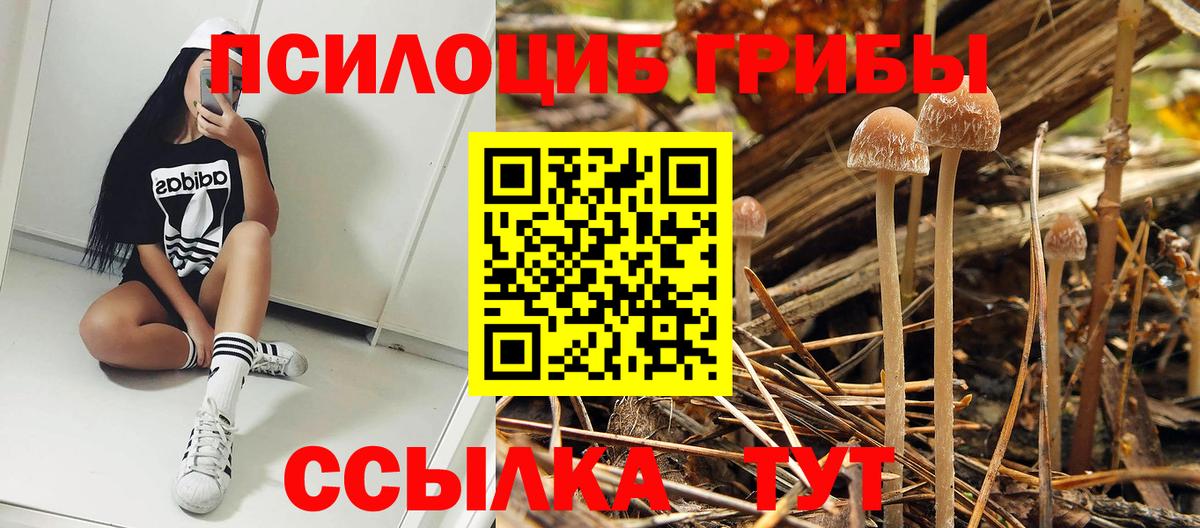 Галлюциногенные грибы Psilocybe  Галлюциногенные грибы мицелий  Асино  Вход с VPN 