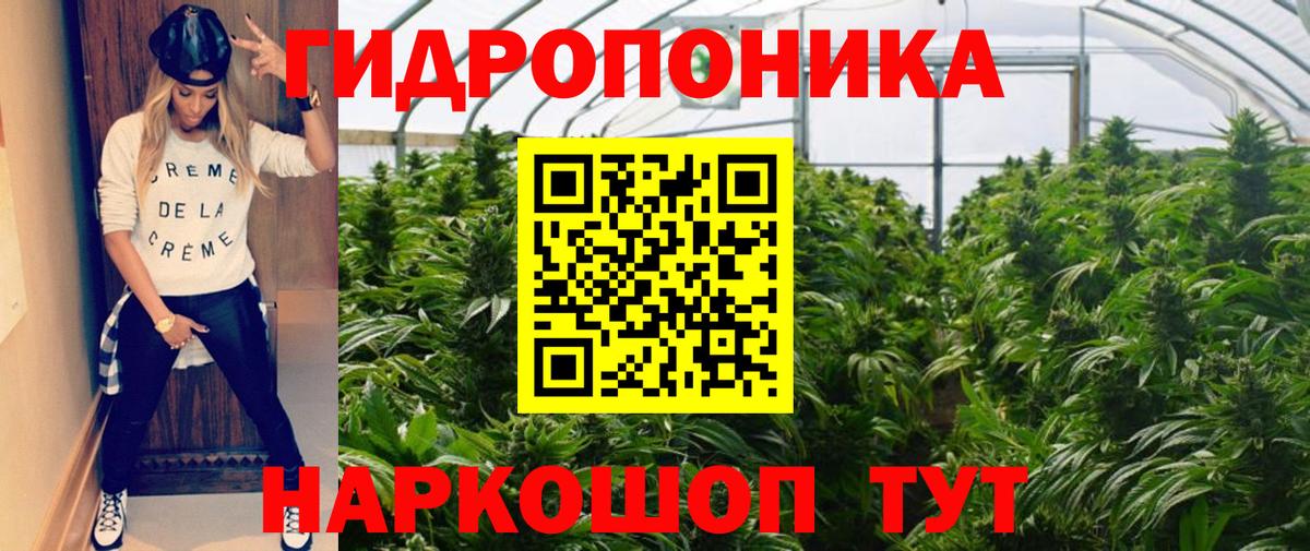 Марихуана сатива  Канабис планчик  Асино  Вход с VPN  Бошки Шишки гибрид 
